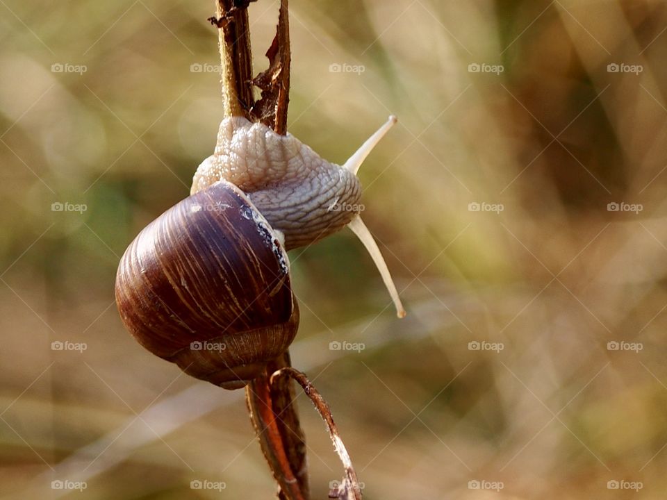 Snail 