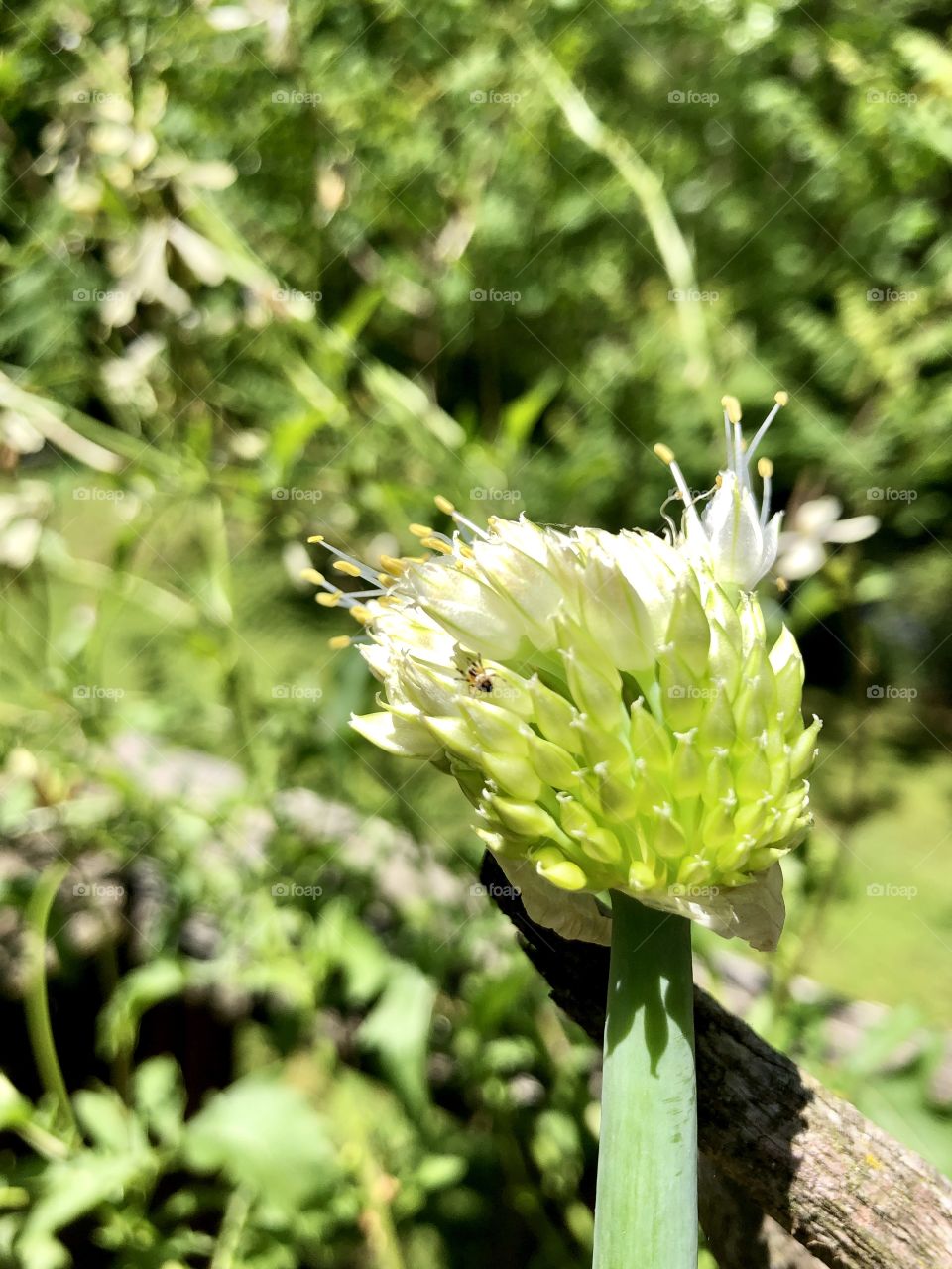 Tiny spider on blooming onion
