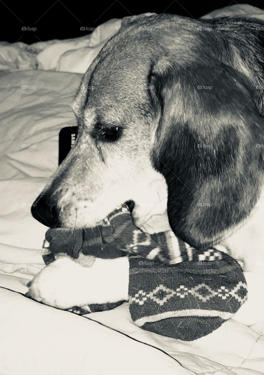 Scotti the beagle playing with his sock.