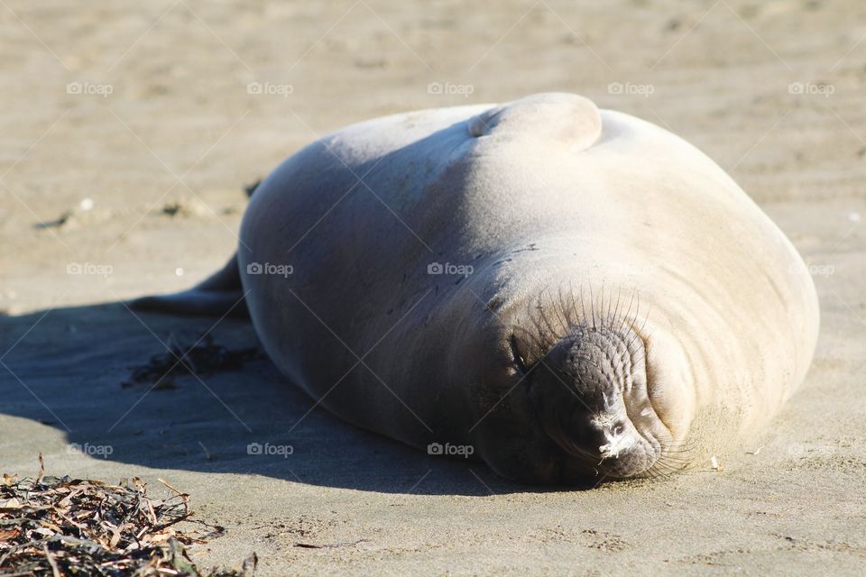 Cute Elephant Seal pup sleeping and basking in the sun on the beach at Point Reyes Seashore