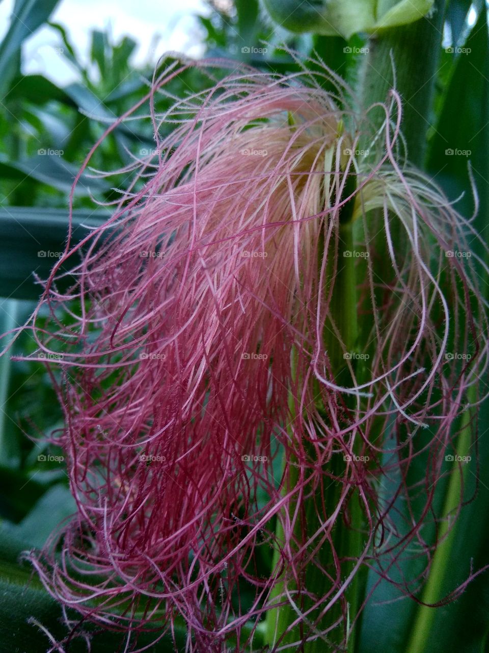 Different type session