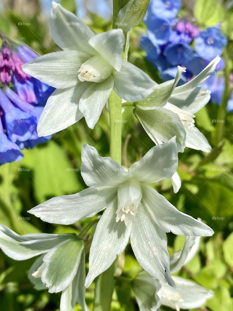 Nodding Bethlehem Star and Virginia bluebells 