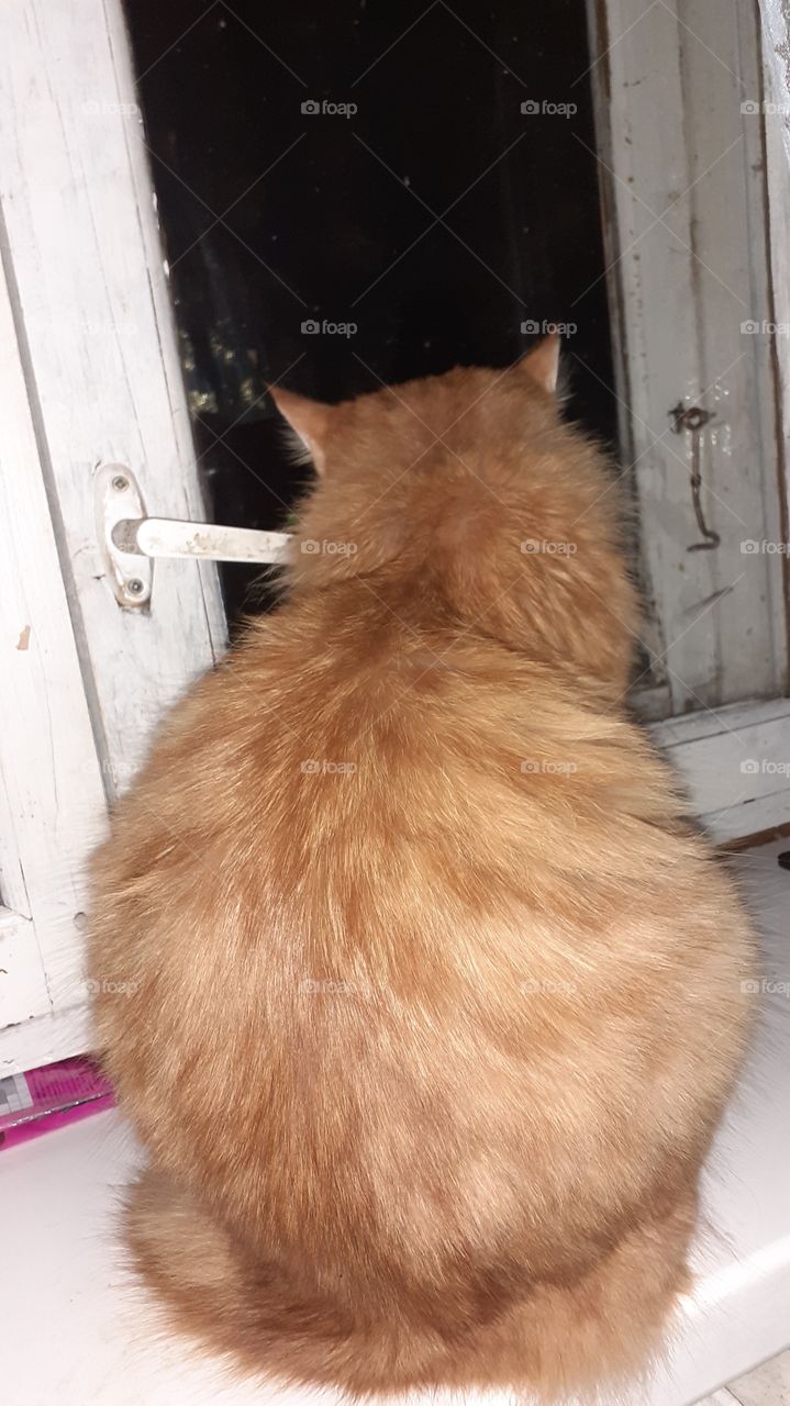 красивая кошка