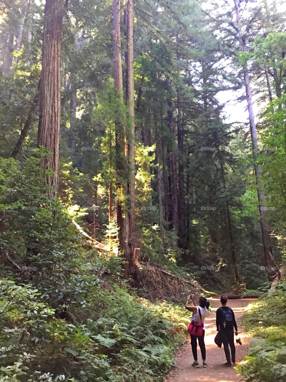 Morning Walks - Two women take a unique and brisk morning walk through forest observing the largest coast redwoods, commonly known as the giant sequoia.