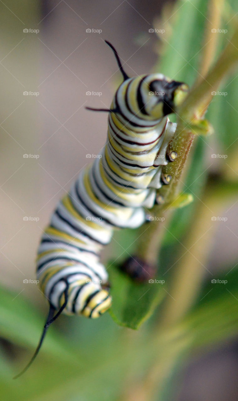 Monarch butterfly caterpillar on milkweed.