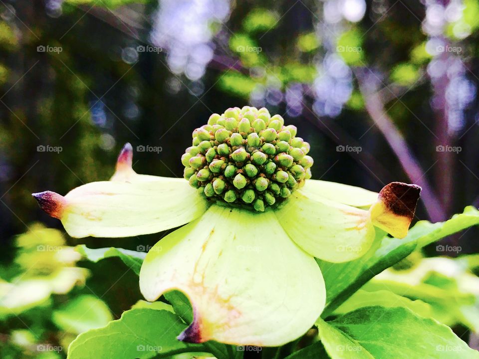 Nature, Flower, No Person, Leaf, Garden