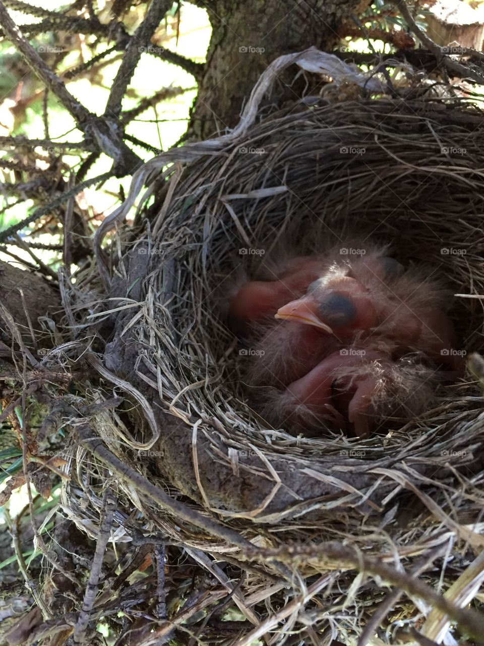 Newborn Robin babies