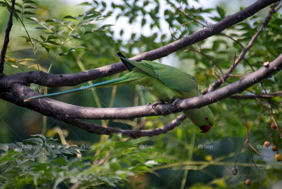Parrot trying to see what's going on below.