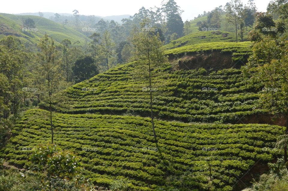 Tea fields Nuwara Elia