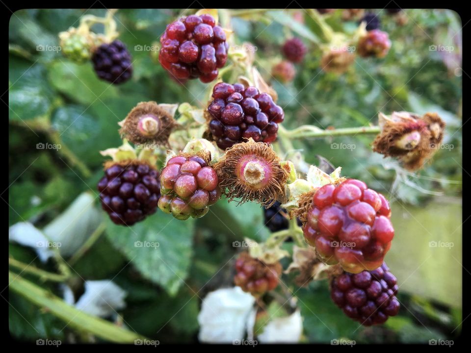 End of Summer Blackberries ... Autumn is coming 