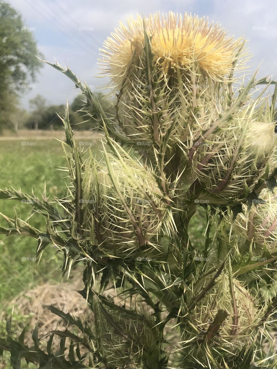 A cluster of Thistle on the edge of the highway here in Texas. Not very pretty but has medicinal qualities 👍🏻