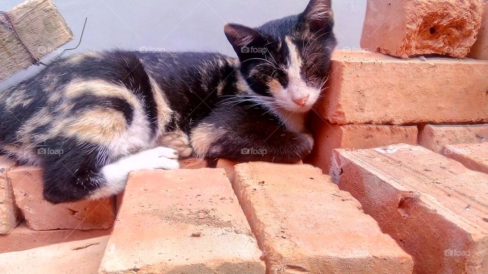 napping on the bricks is also soundly