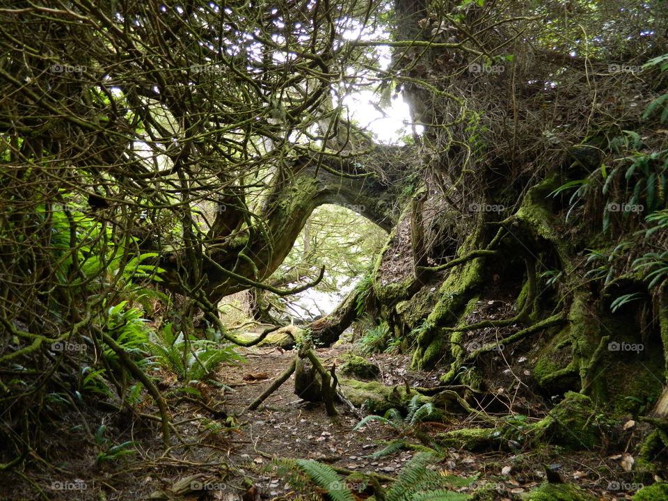 Magical forest South Beach Vancouver Island
