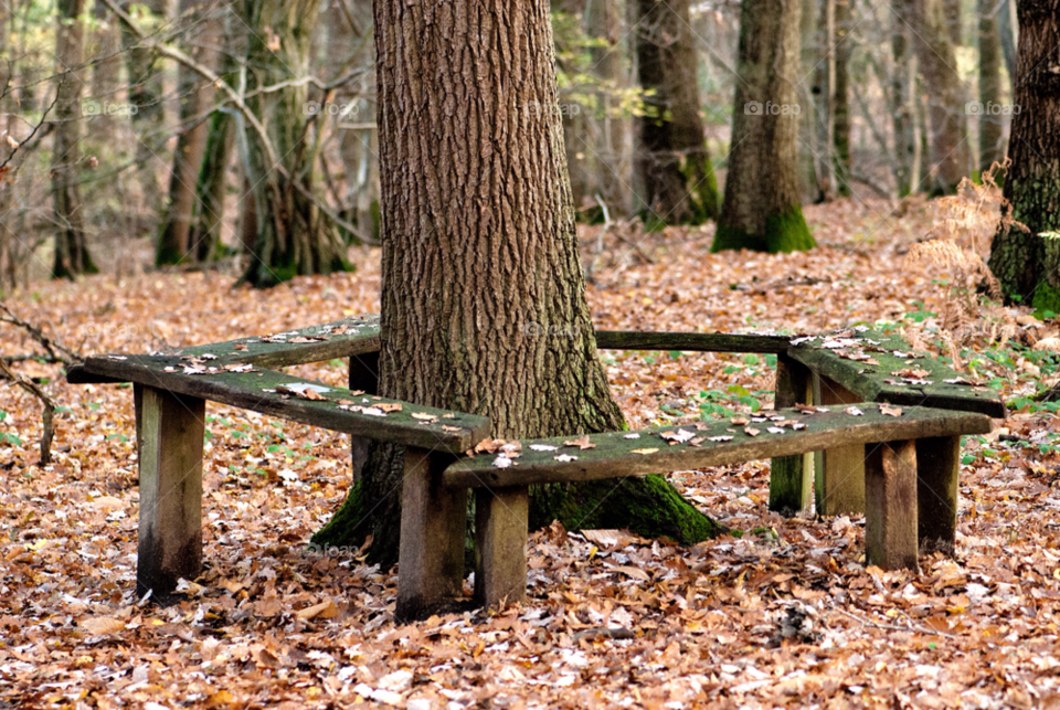 tree trees leaves forest by mparratt