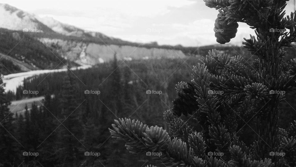 Pine Tree Viewing the Nenana River