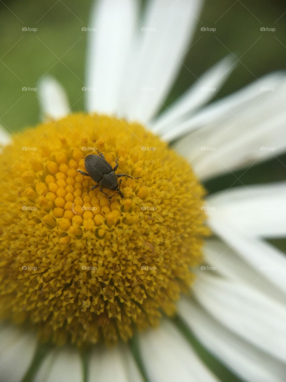Tiny beetle on daisy