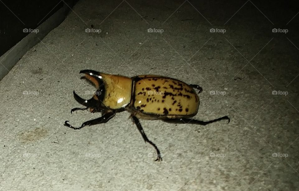 Gold Beetle #2
