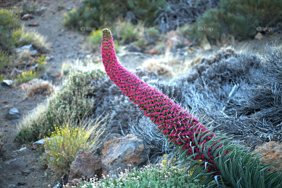 Tajinaste, or Tower of Jewels, an annual natural phenomenon that occurs only between altitudes,1600 and 2000 metres. Teide National Park, Tenerife, Canary Islands.
