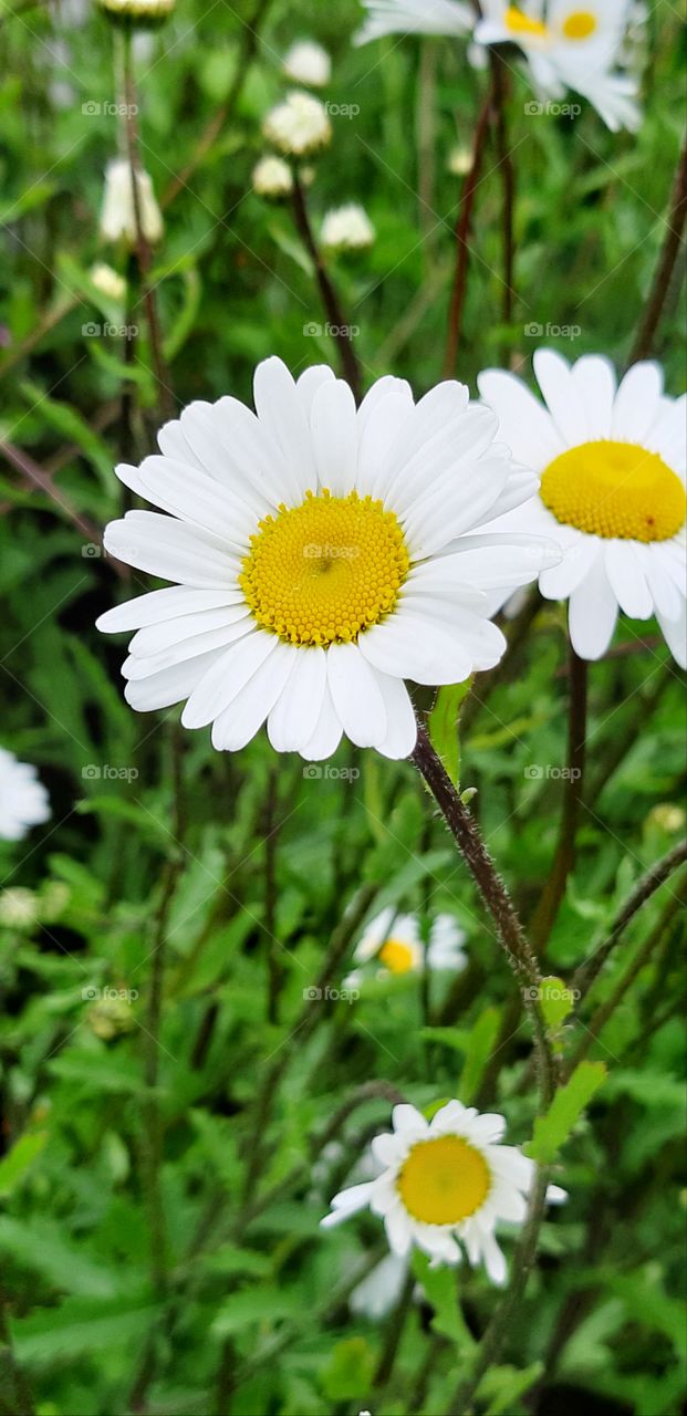Flower White Yellow Closeup