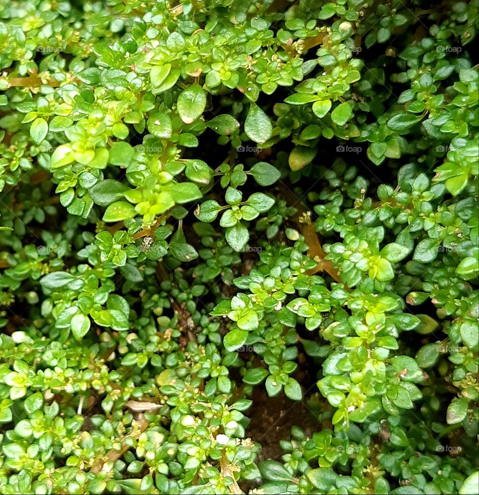 Close up the green color of baby tears plant in the garden. The green color of Foliage
