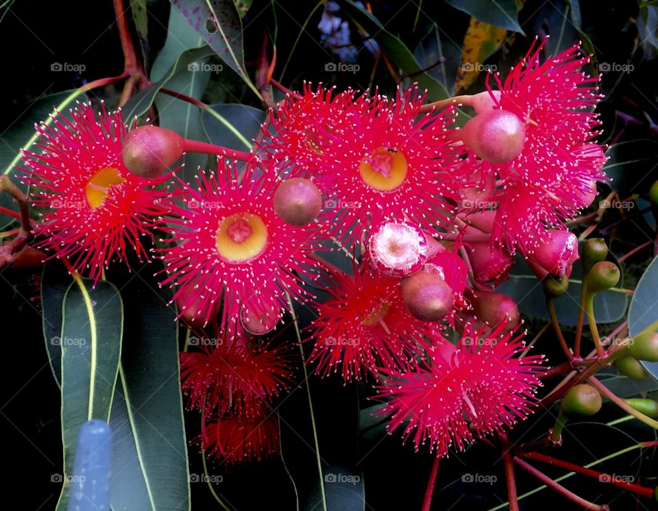 Fluffy red Flower Eucalyptus Australia 