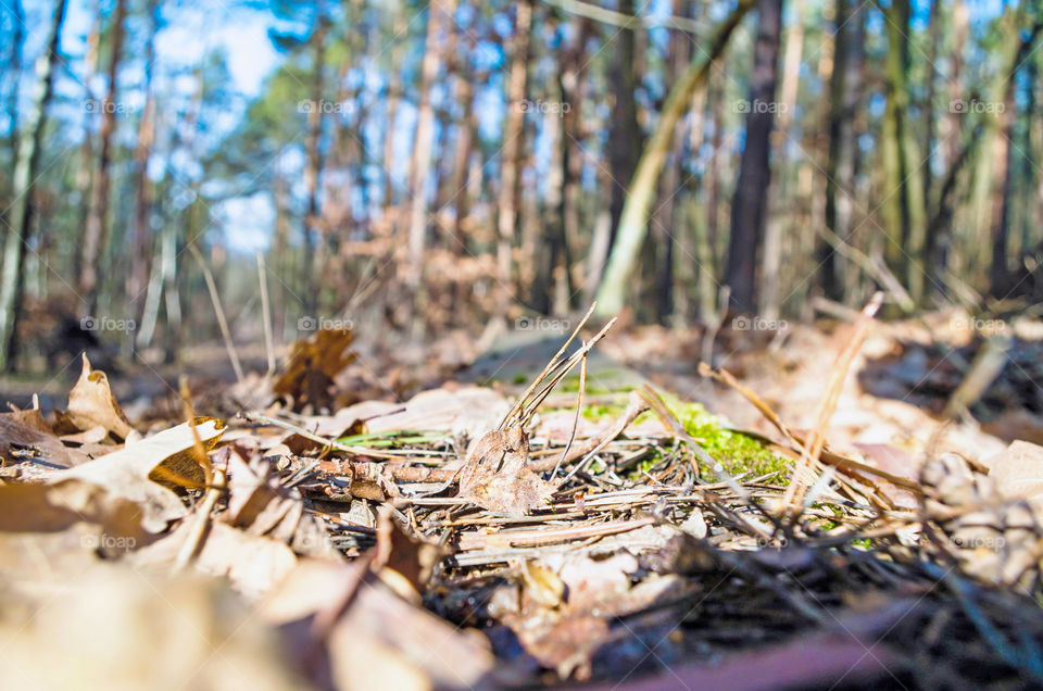 Surface level of dry leaves on land in forest. Photo taken in Potsdam, Germany.