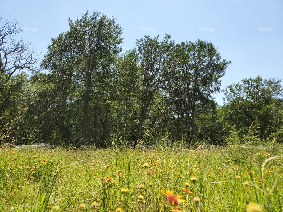 Wildflower meadow meets forest.