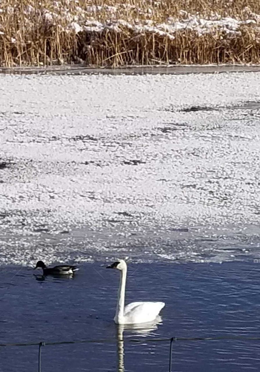 Trumpeter Swans