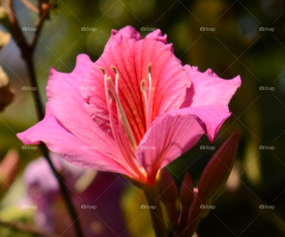Butterfly tree flower or Kanchan flower