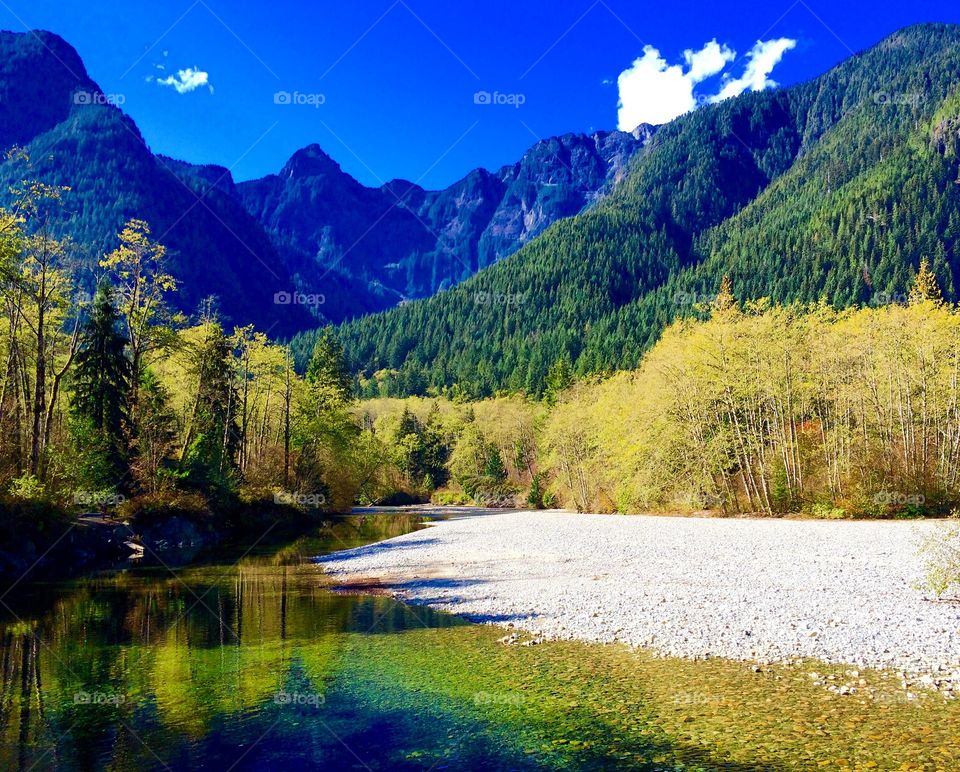 Forest view from gold creek