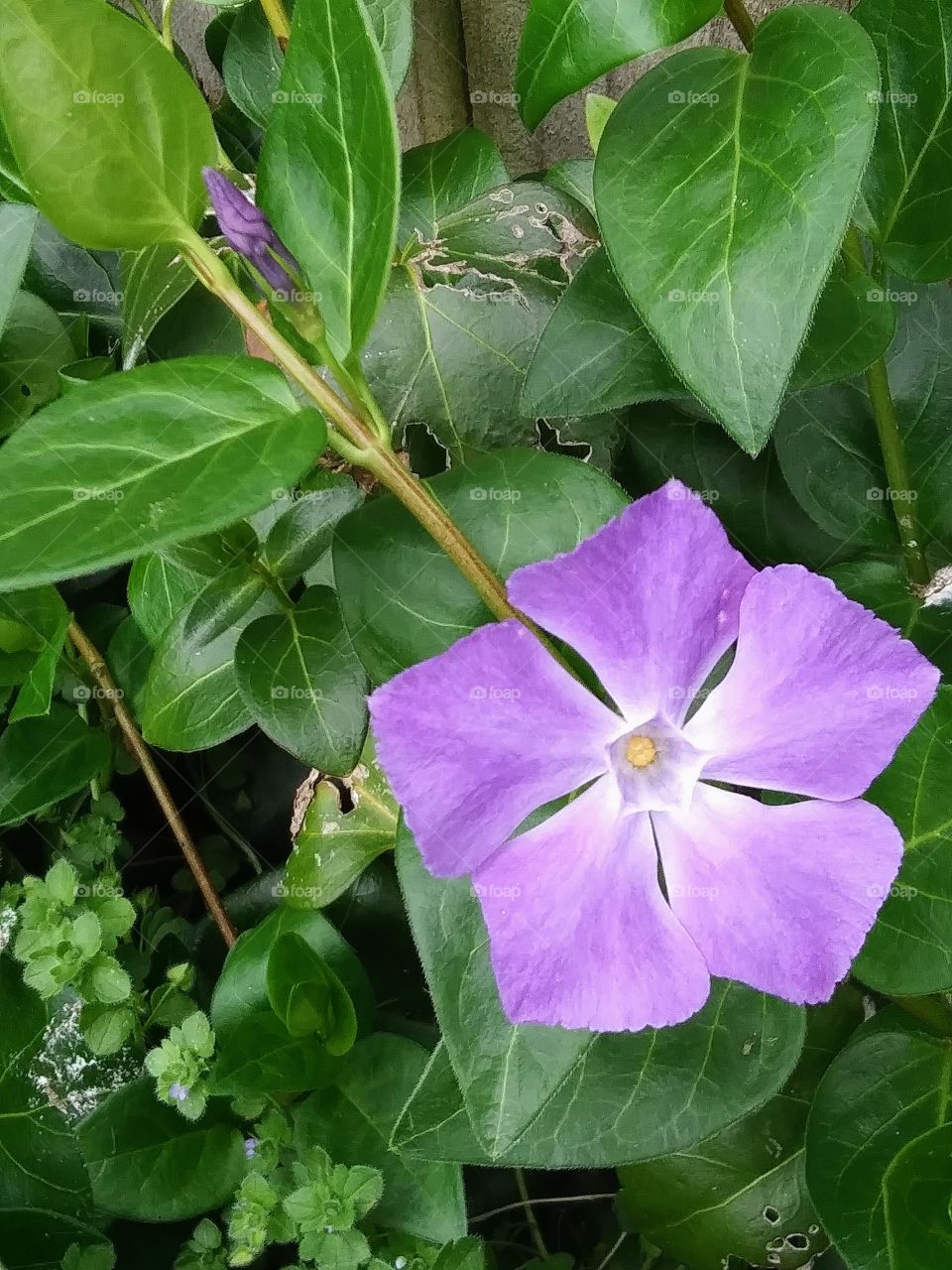 periwinkle blossoms