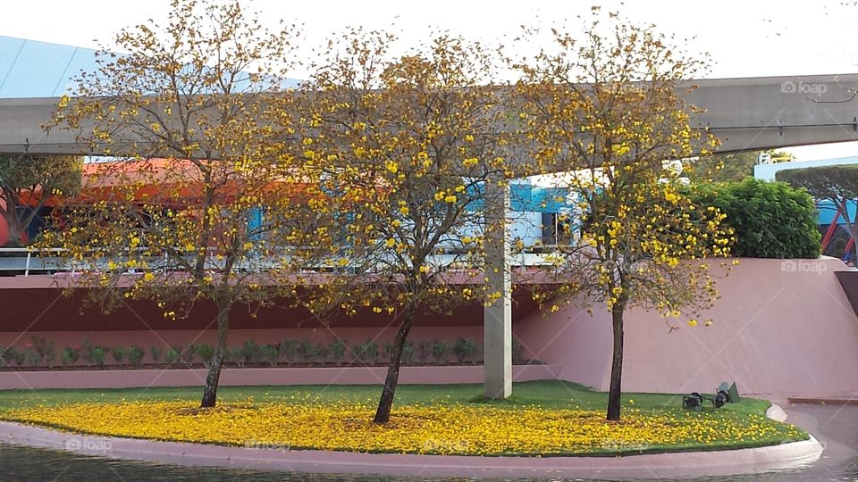 Dropping Yellow. Spring yellow