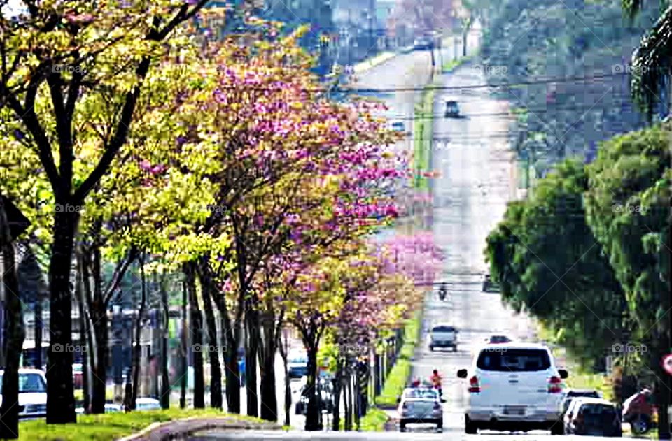 Ipês floridos