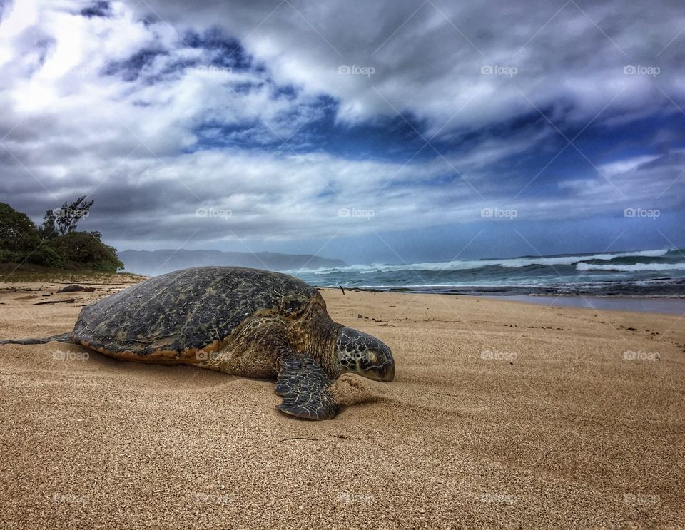 Hawaiian sea turtle