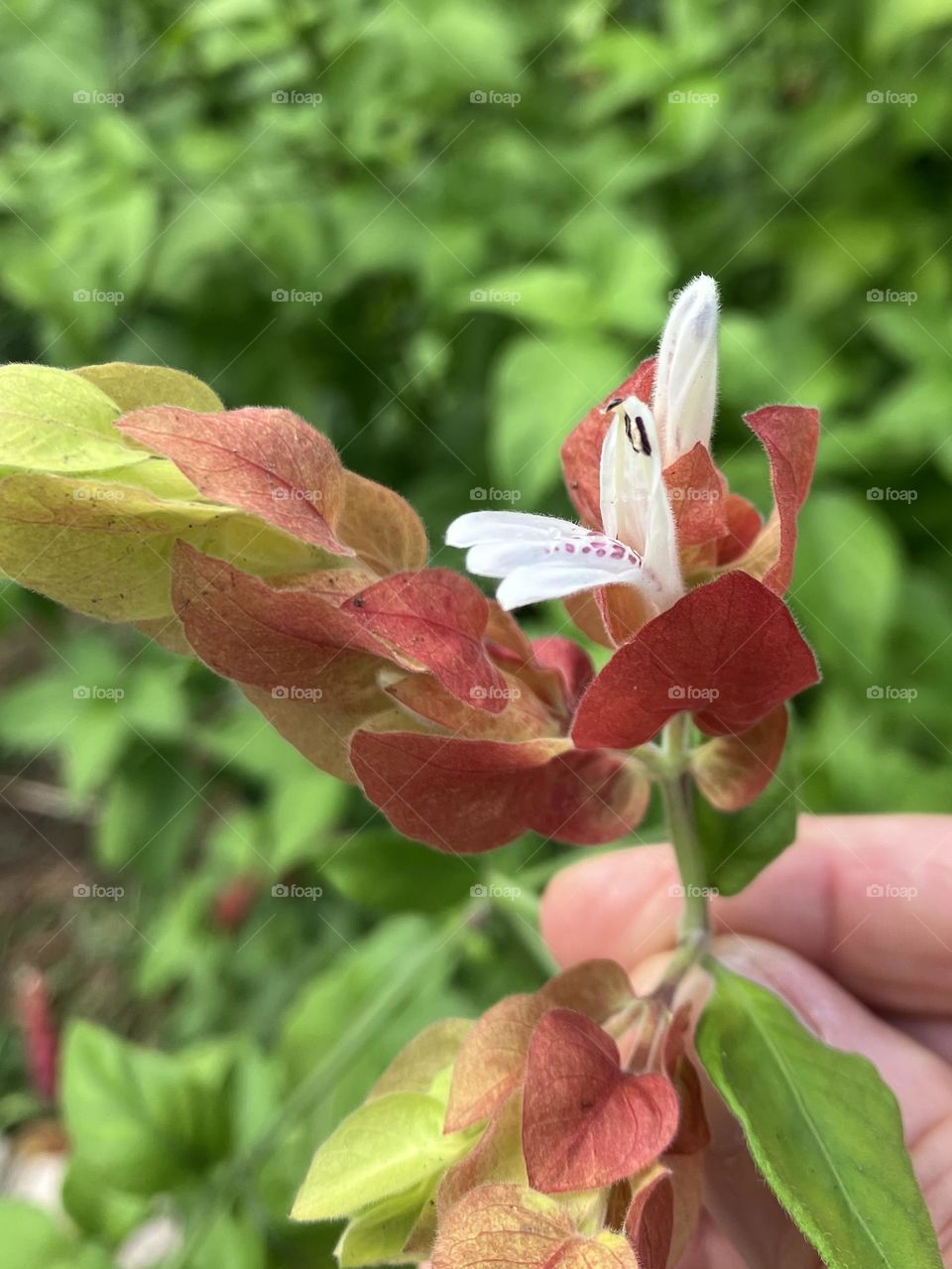 Shrimp plant flower