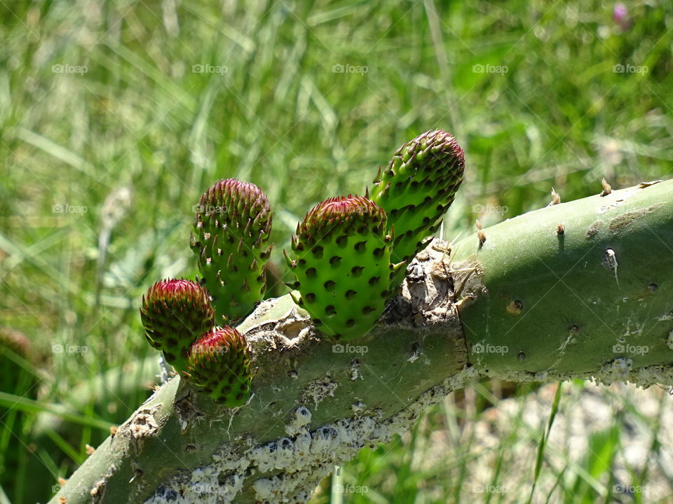 Cactus, Nature, Flora, Spine, Prickly