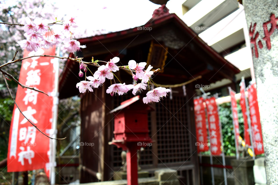 Sakura and a small shrine(nakano-ku, Tokyo Nakahonichi inari shrine)