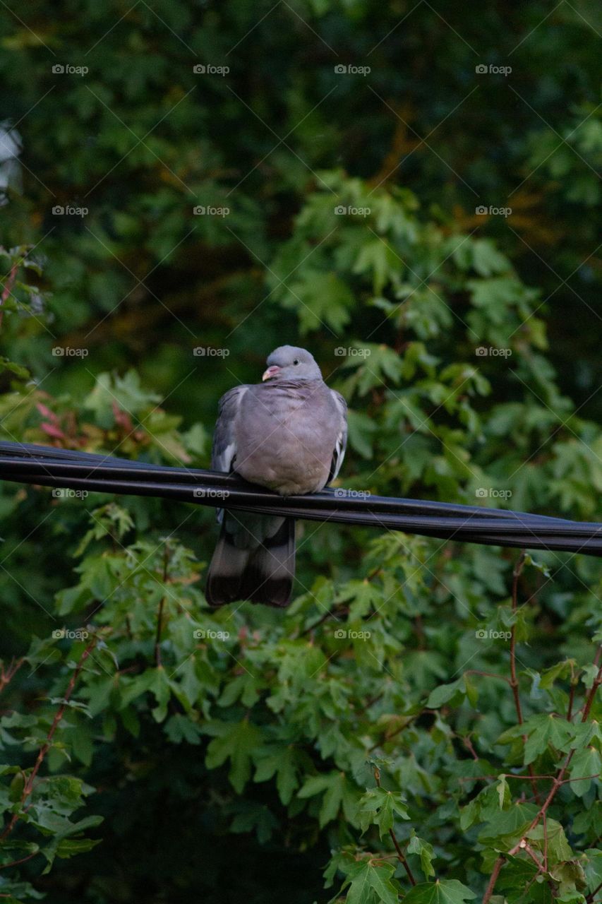 pigeon sat on a line in front of a green tree