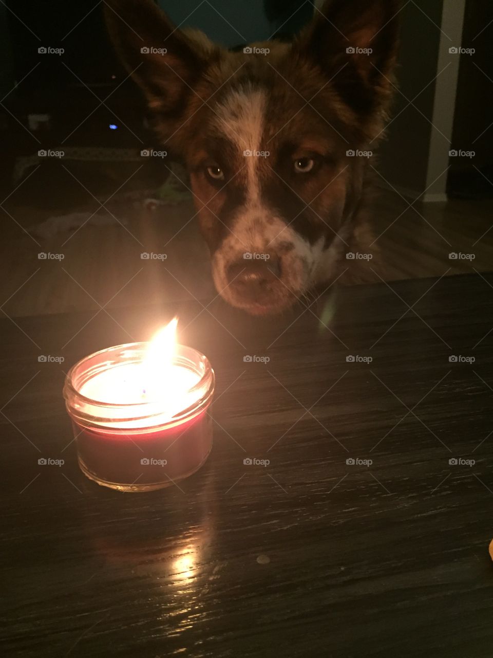 Puppy fascinated by a candle 