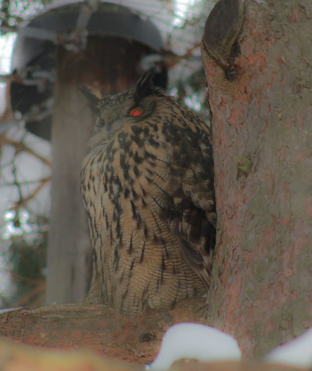 Owl hiding in tree.
