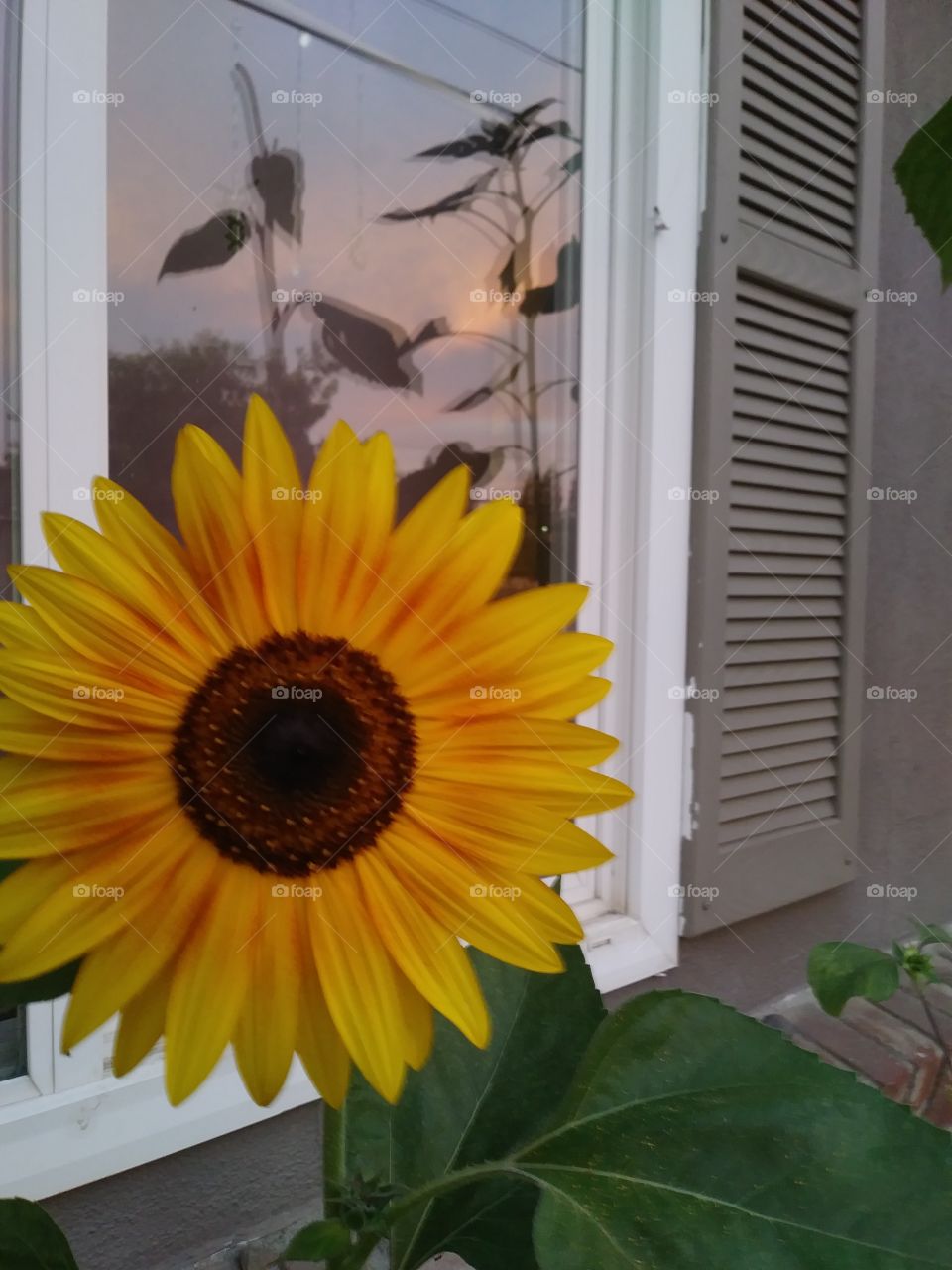 sunflower at sunset
