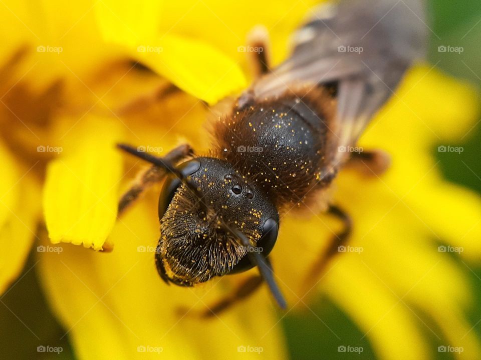 A bee collects pollen from flowers in the park
