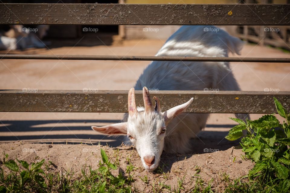 Farm, Mammal, Animal, Nature, Barn