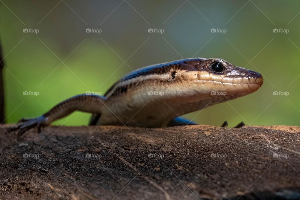 A five-lined skink shared a side-eye with the camera. Raleigh, North Carolina. 