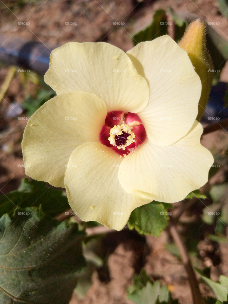 A great peaceful flower...