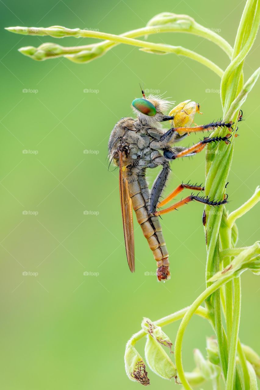 robberfly with prey