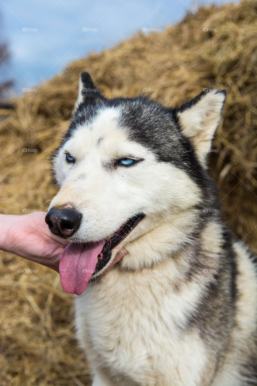 Close-up of husky