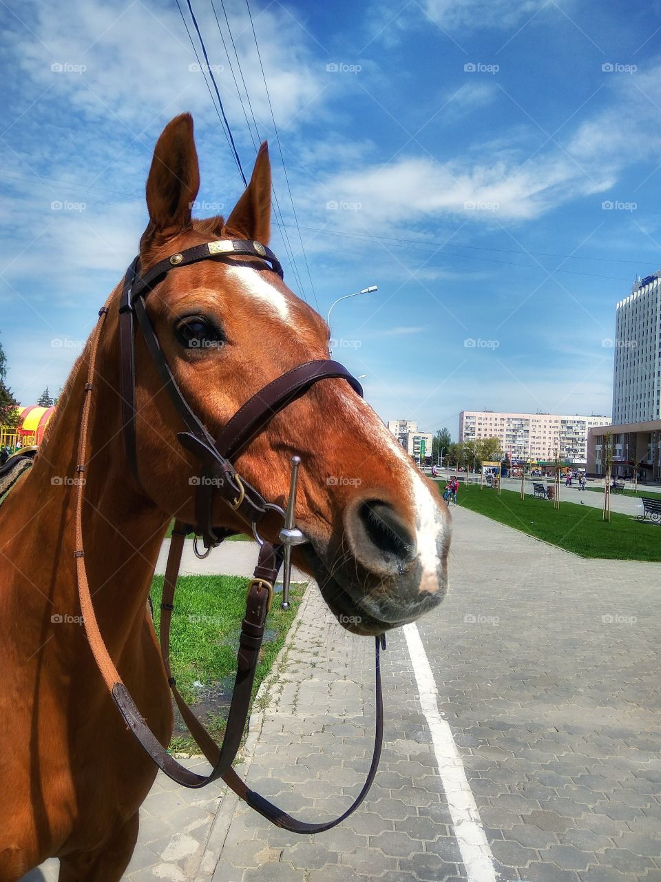 City horse
