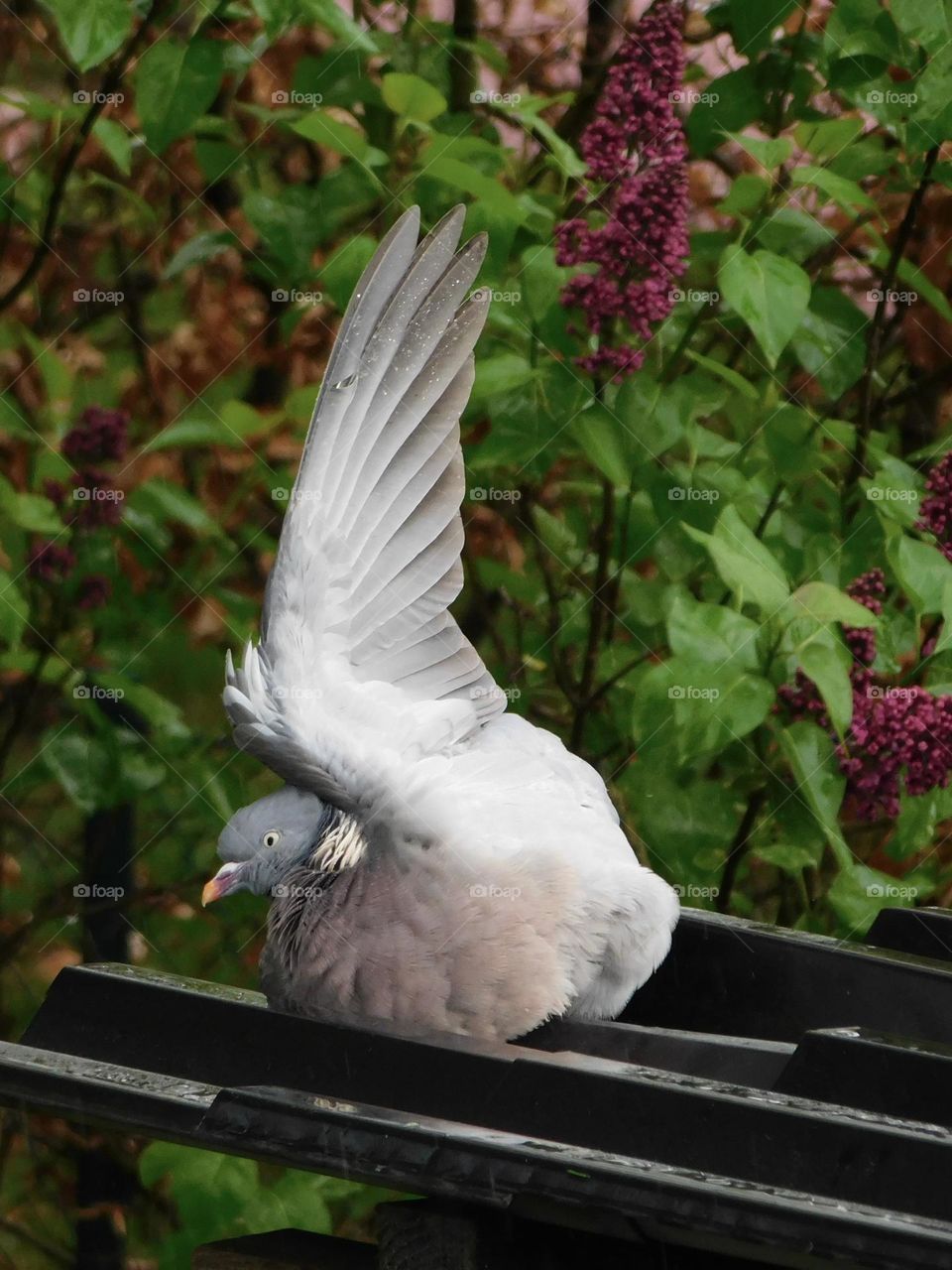 Dove in the shower 