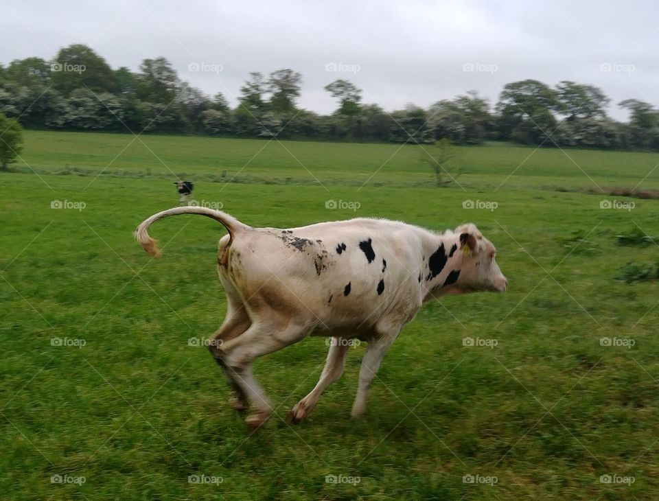 cow rennen laufen kuh Weide Wiese
